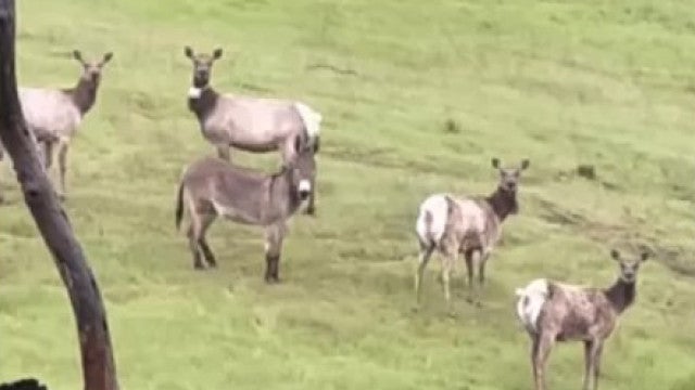 Burro desaparecido há 5 anos é encontrado vivendo entre veados nos EUA