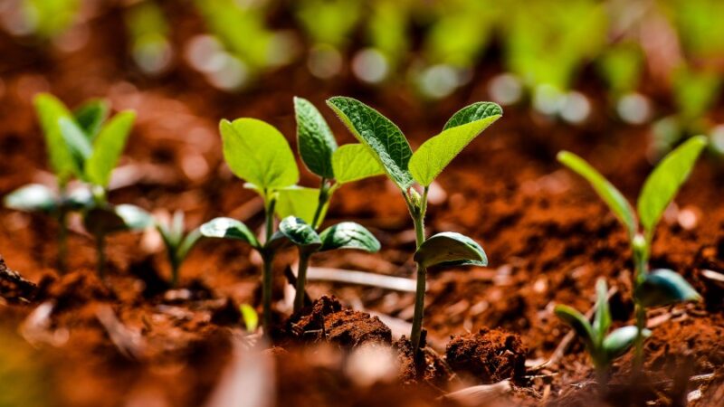 Adiamento do Plano Safra mostra incompetência e desorganização do governo federal, diz Aprosoja-MT