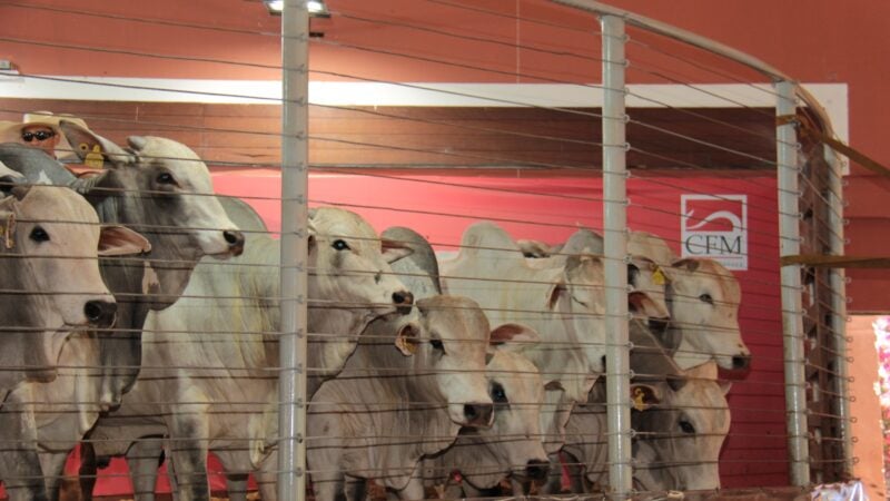 CFM oferece condições especiais para o Megaleilão 2024, que ofertará 500 touros Nelore, em 08 de agosto