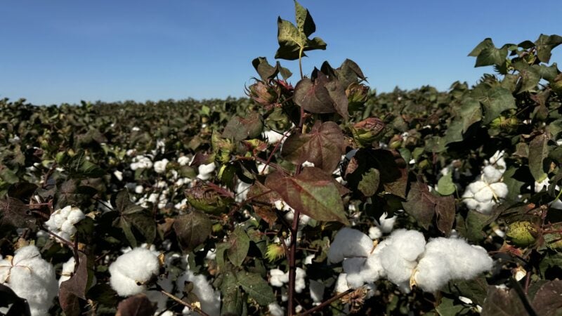 Desfolha do algodão exige atenção do produtor