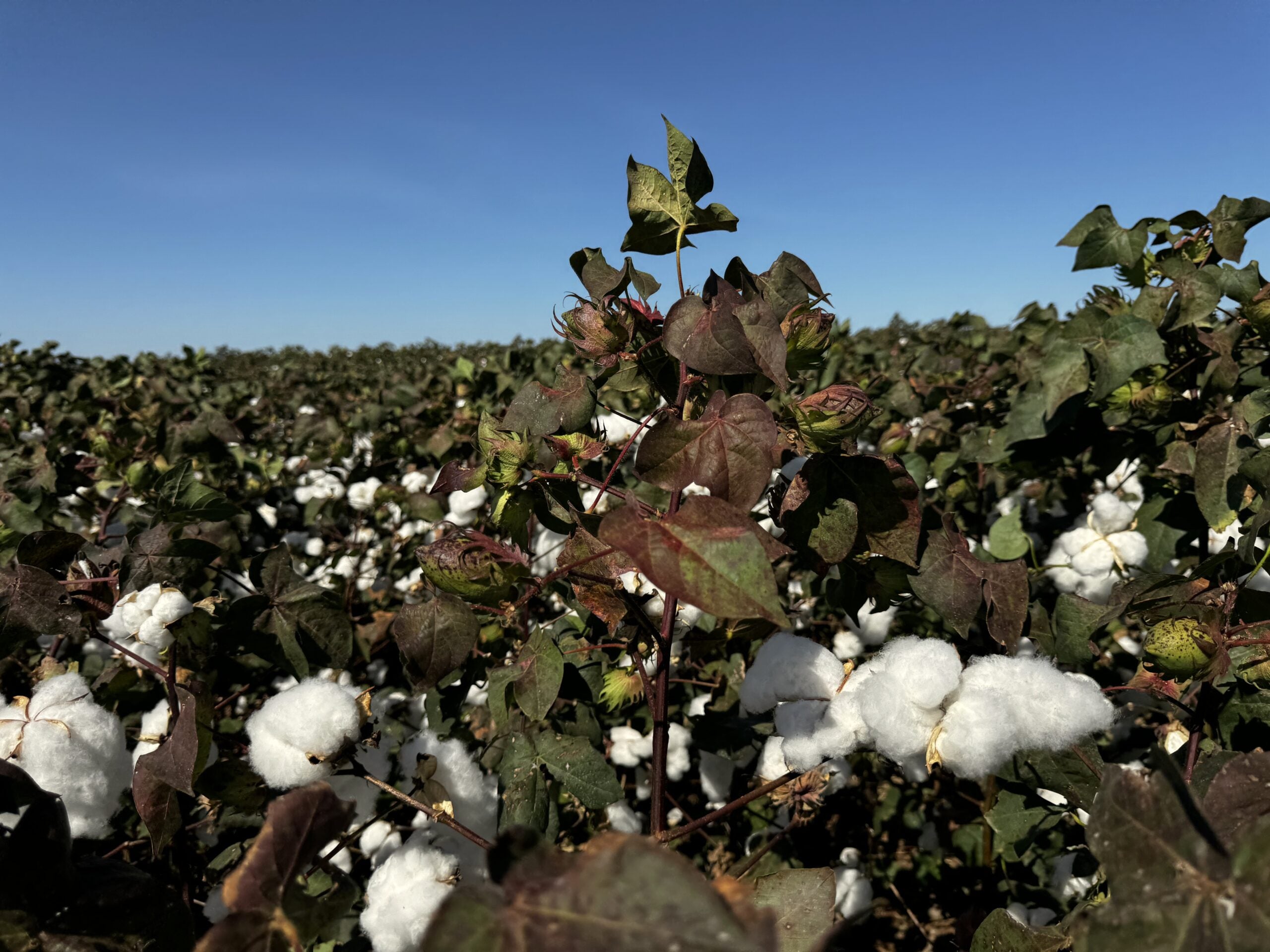 Desfolha do algodão exige atenção do produtor