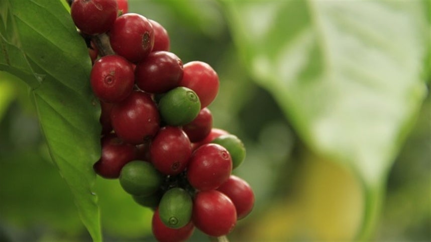 Indonésia pode ter uma safra maior de café