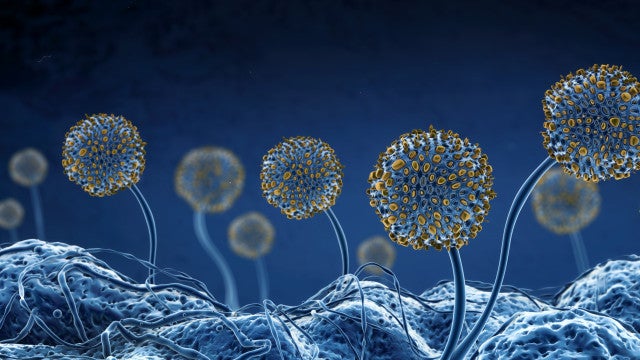 Fungos evoluem e se tornam ameaça à saúde humana; diz estudo
