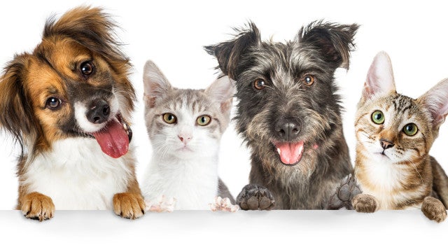 Cães e gatos só poderão ser vendidos após 4 meses de vida em SP; veja o que diz a nova lei