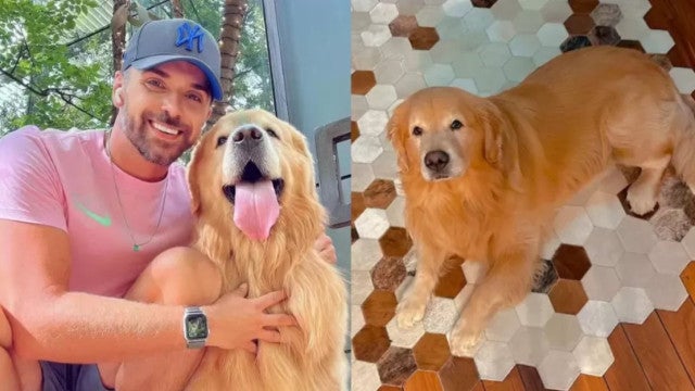 Cachorro Joca morreu em voo da Gol por choque cardiogênico, aponta laudo