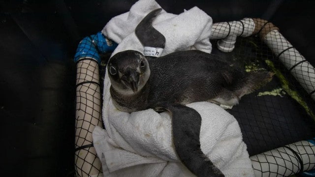Litoral norte de São Paulo registra aparecimento de pinguins na praia