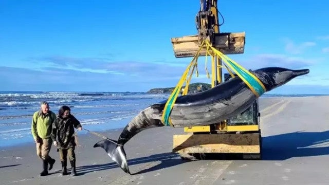 Baleia raríssima é achada morta em praia na Nova Zelândia