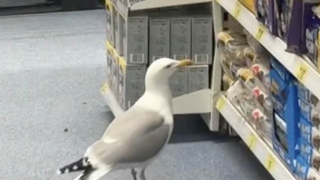 Viralizou: Gaivota "atrevida" entra em supermercado para roubar comida