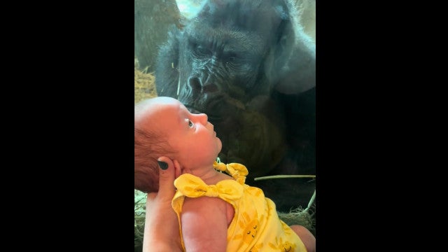 Gorila beija vidro e encanta bebê no zoológico; veja o momento