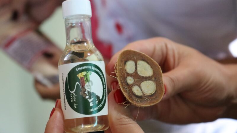 Representantes da Alemanha e Reino Unido conhecem a riqueza do babaçu