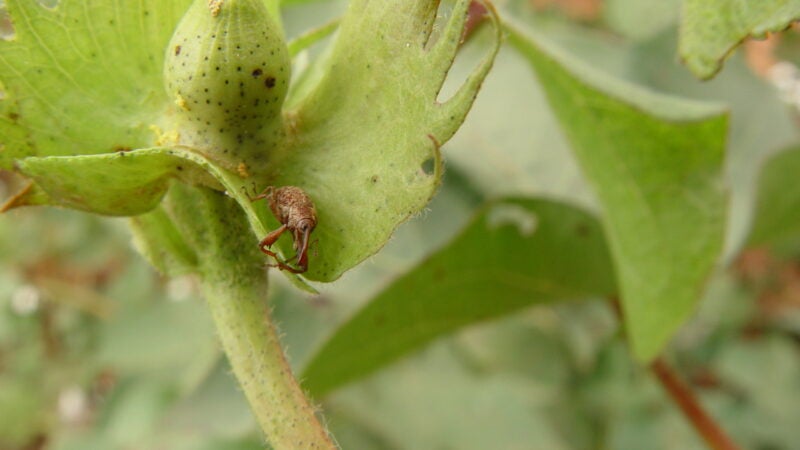 Safra 23/24 tem a pior média de ataque do bicudo do algodoeiro em MT, especialista alerta