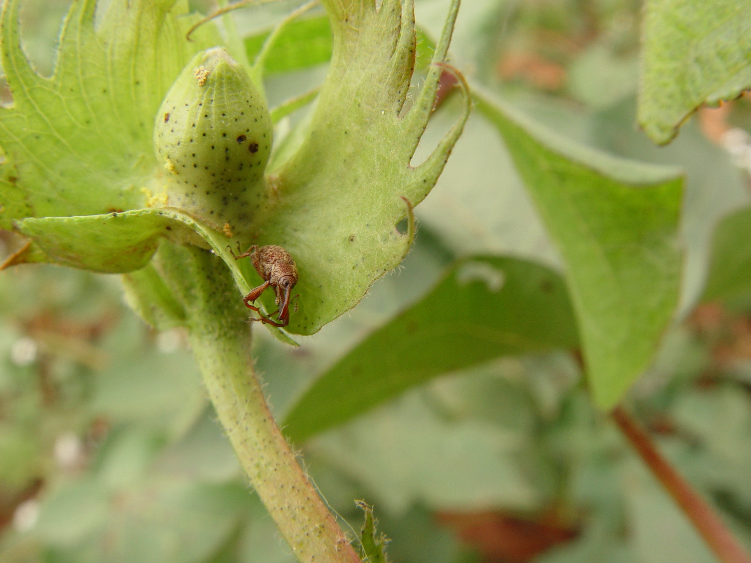Safra 23/24 tem a pior média de ataque do bicudo do algodoeiro em MT, especialista alerta