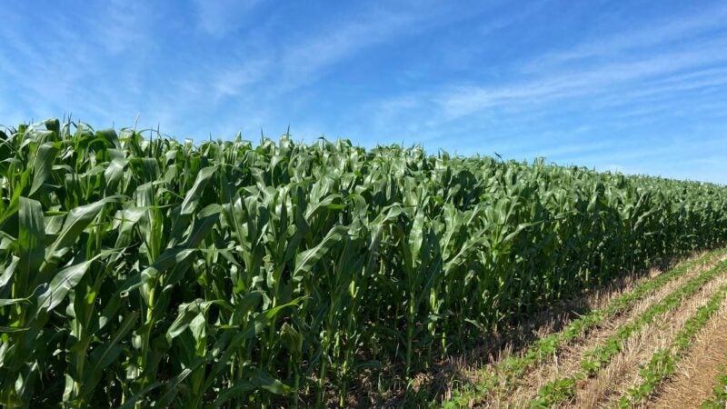 Agronegócio paranaense ganha protagonismo no cenário nacional e global