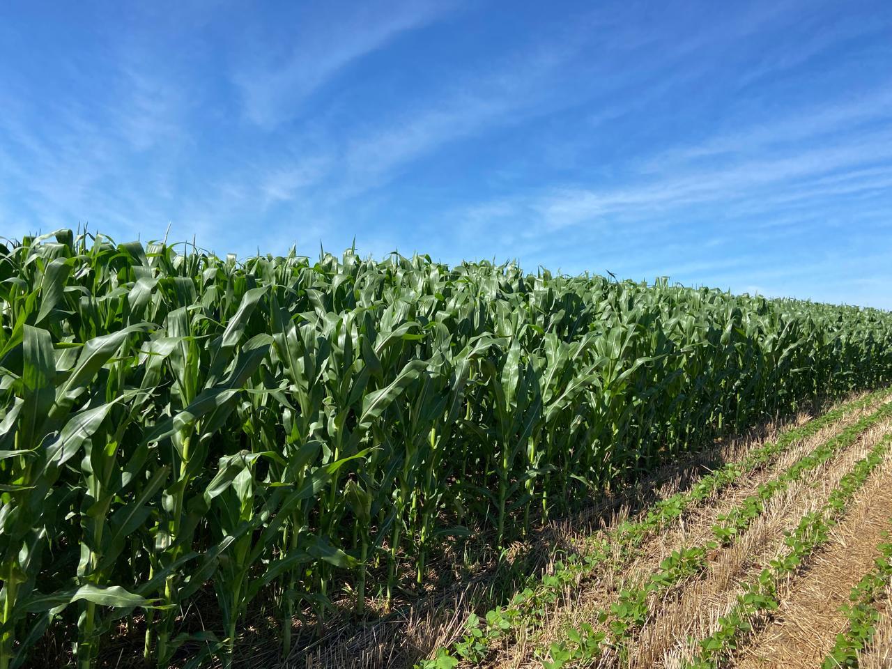 Agronegócio paranaense ganha protagonismo no cenário nacional e global