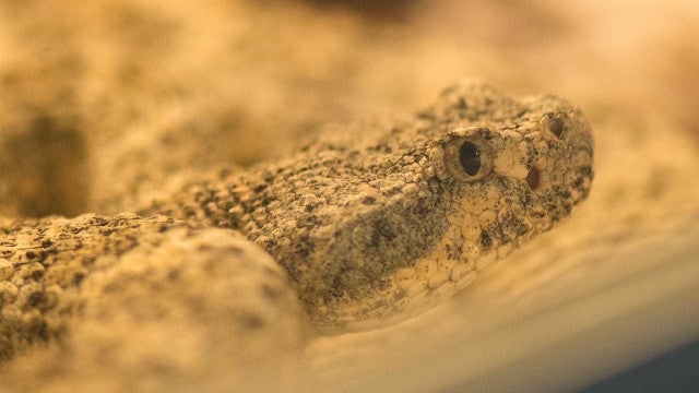 Homem é mordido por jararaca e leva cobra com ele para UPA