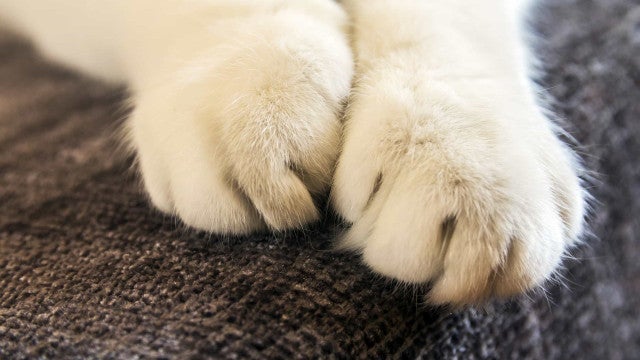 Ataques de gato tornam família refém da própria casa