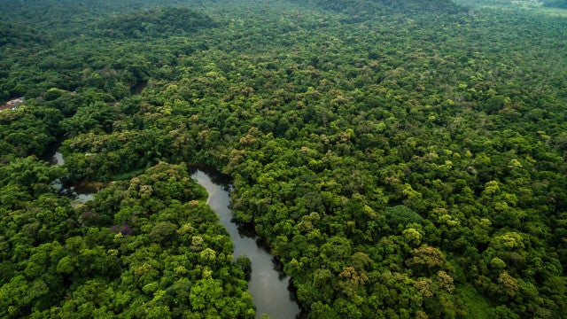 Desmatamento na Amazônia cai 45,7% em um ano; Cerrado tem alta de 9%