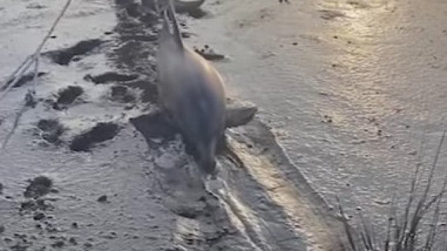 "Muito comovente": homem resgata dois golfinhos encalhados na Argentina