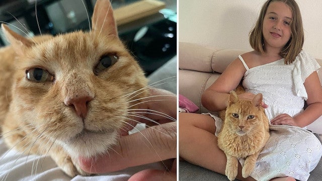 Família reencontra gato desaparecido há 8 anos: "Reconheceu as crianças"