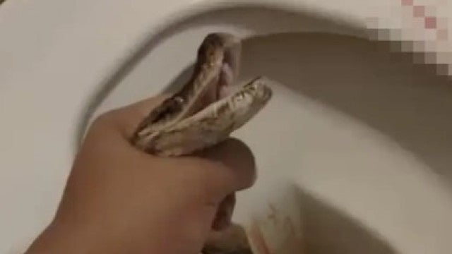 Homem é mordido nos testículos por píton escondida em vaso sanitário