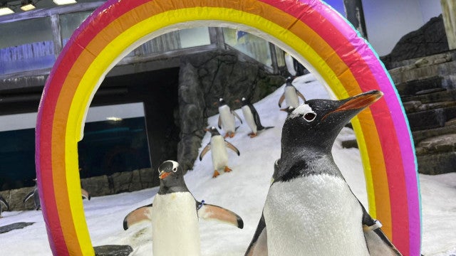 Morre Sphen, o famoso pinguim gay que adotou duas crias com o parceiro