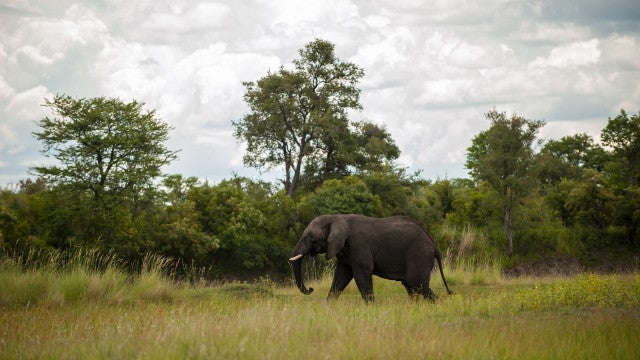 Seca: Namíbia deve abater mais de 80 elefantes para alimentar população