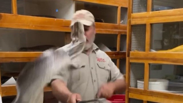 Píton tenta atacar tratador no zoológico da Califórnia e vídeo viraliza