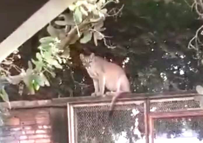 Onça-parda é resgatada após ‘passear’ por cidade e assustar moradores em Mato Grosso; vídeo