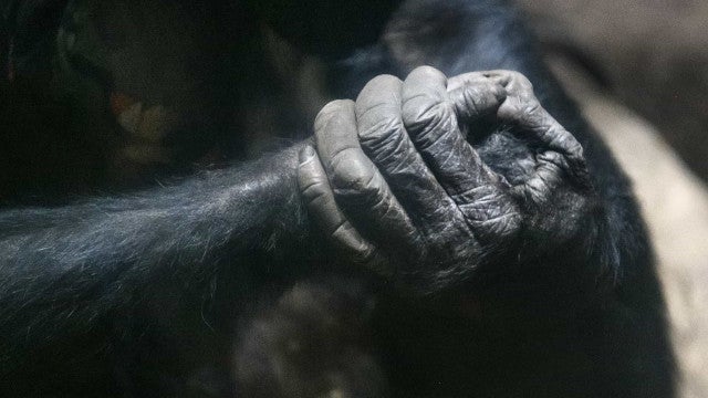 Chimpanzé ataca e mata bebê na Guiné, levantando alerta sobre agressões