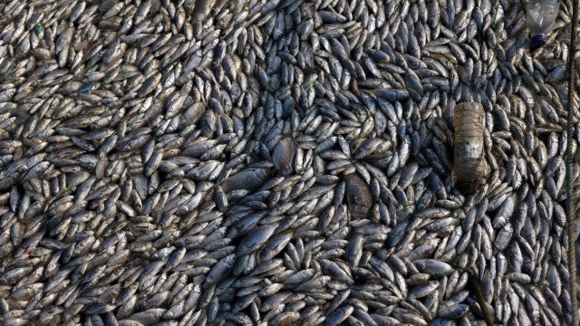 Milhares de peixes morrem e água fica verde na represa Billings, em SP