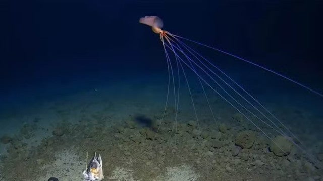 Lula com aparência alienígena é vista nas profundezas do Pacífico; veja