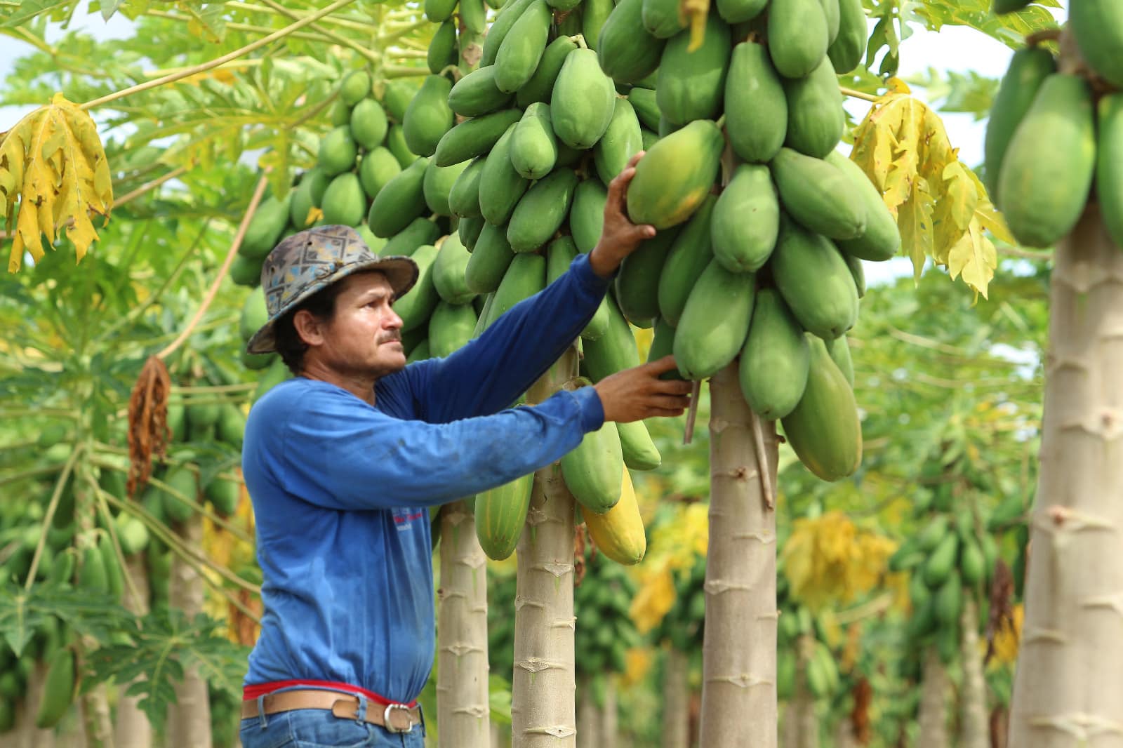 Agricultores familiares no Nortão concorrem em programa de venda de alimentos; R$ 3,2 milhões