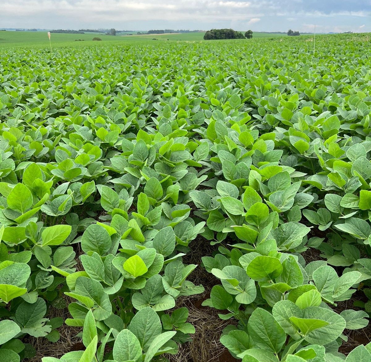 Após enchentes e queimadas, cresce demanda por fertilizantes organominerais no cultivo da soja