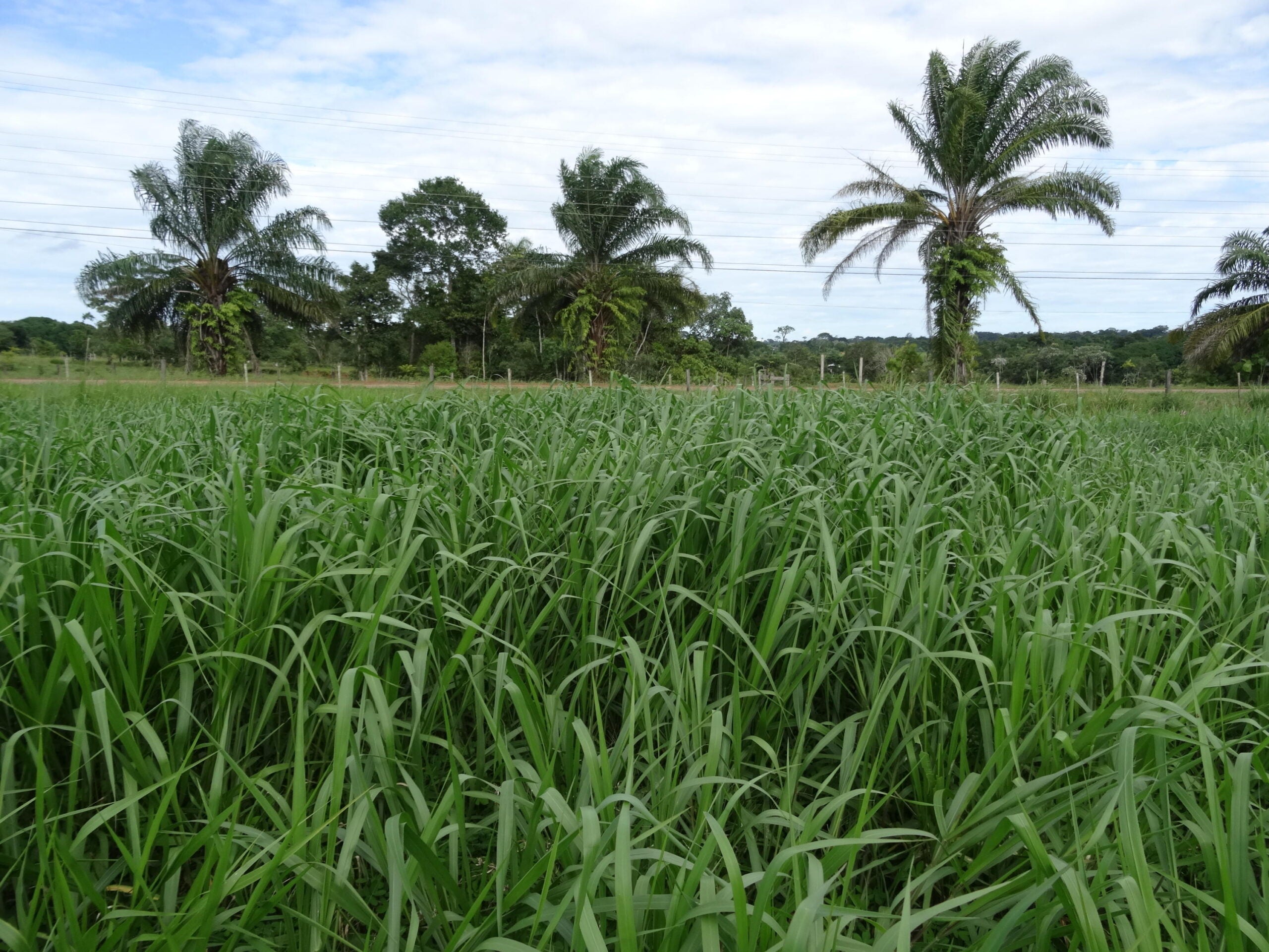 A qualidade do capim é tão importante quanto o aumento da disponibilidade de massa seca