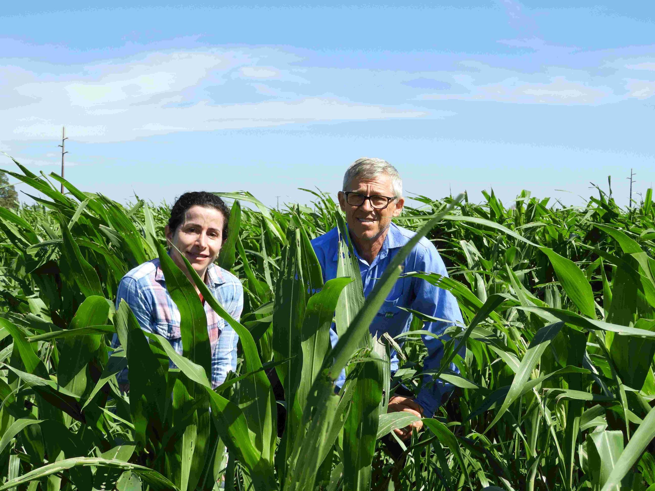 Embrapa entrega tecnologia que renova e devolve pasto turbinado para a pecuária