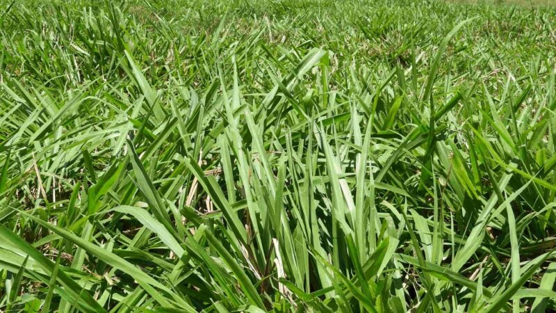 Sistema Diamantino: pré-lançamento acontece nesta terça-feira