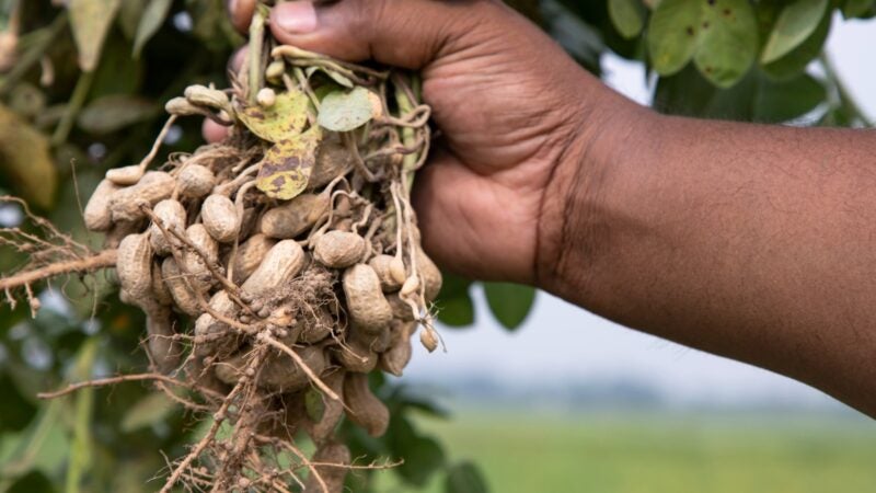 Cultivo de amendoim ganha eficiência com precisão no monitoramento