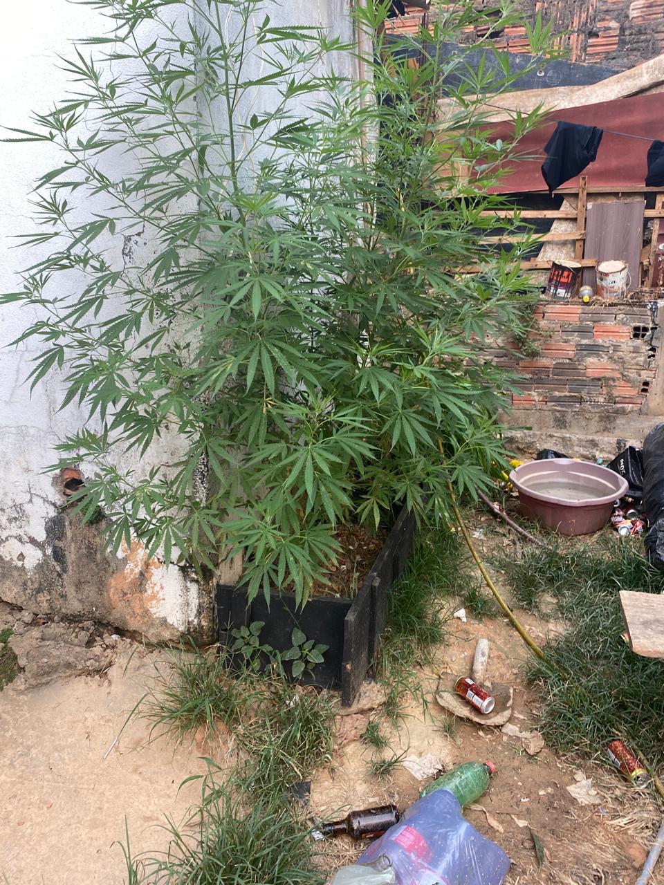 Rotam prende homem por tráfico e apreende mudas de maconha