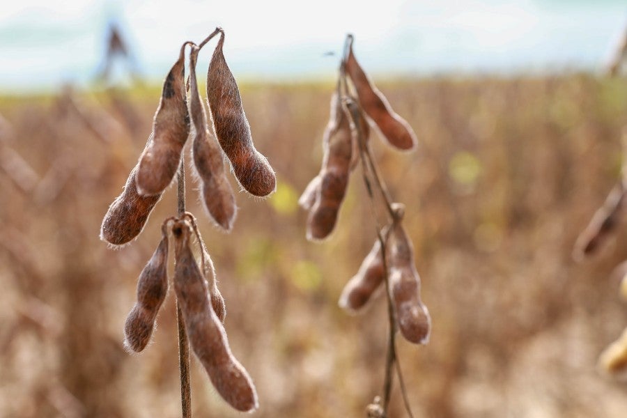 Aprosoja MT destaca apontamentos em apoio ao PL do Seguro Rural