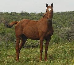 Vermifugação em equinos é essencial para a saúde, o desempenho e o bem-estar