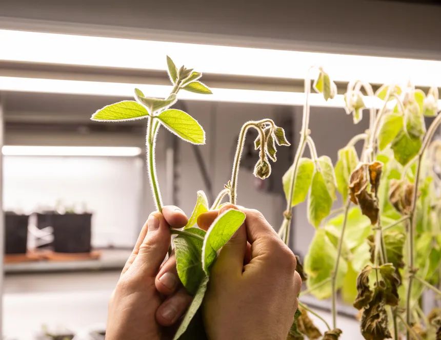Parceria exclusiva entre Produce e a francesa Elicit Plant pretende difundir uso de extrato vegetal à base de fitoesterol