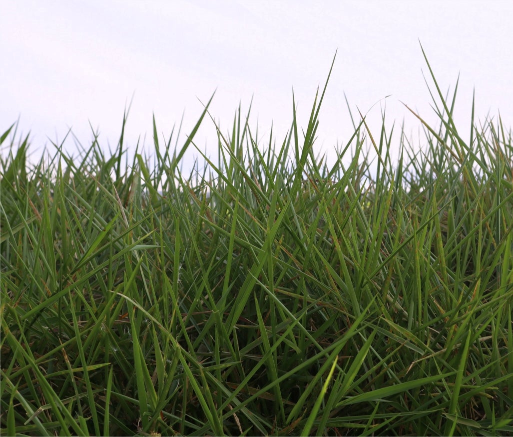 Brachiaria versátil ajuda na formação de pastos em solos encharcados ou com risco de erosão