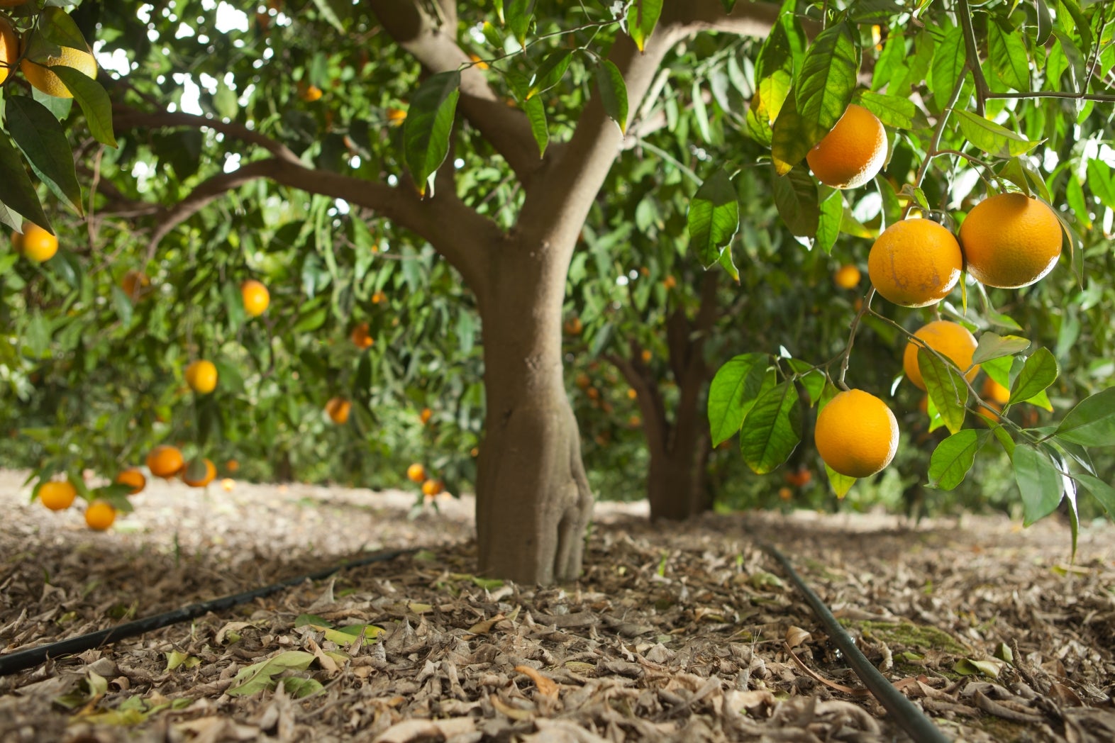 Irrigação em dia: o segredo para proteger sua renda e manter seu pomar competitivo