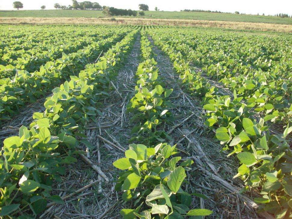 Potencializar a fertilização é a chave do sucesso para esta safra verão