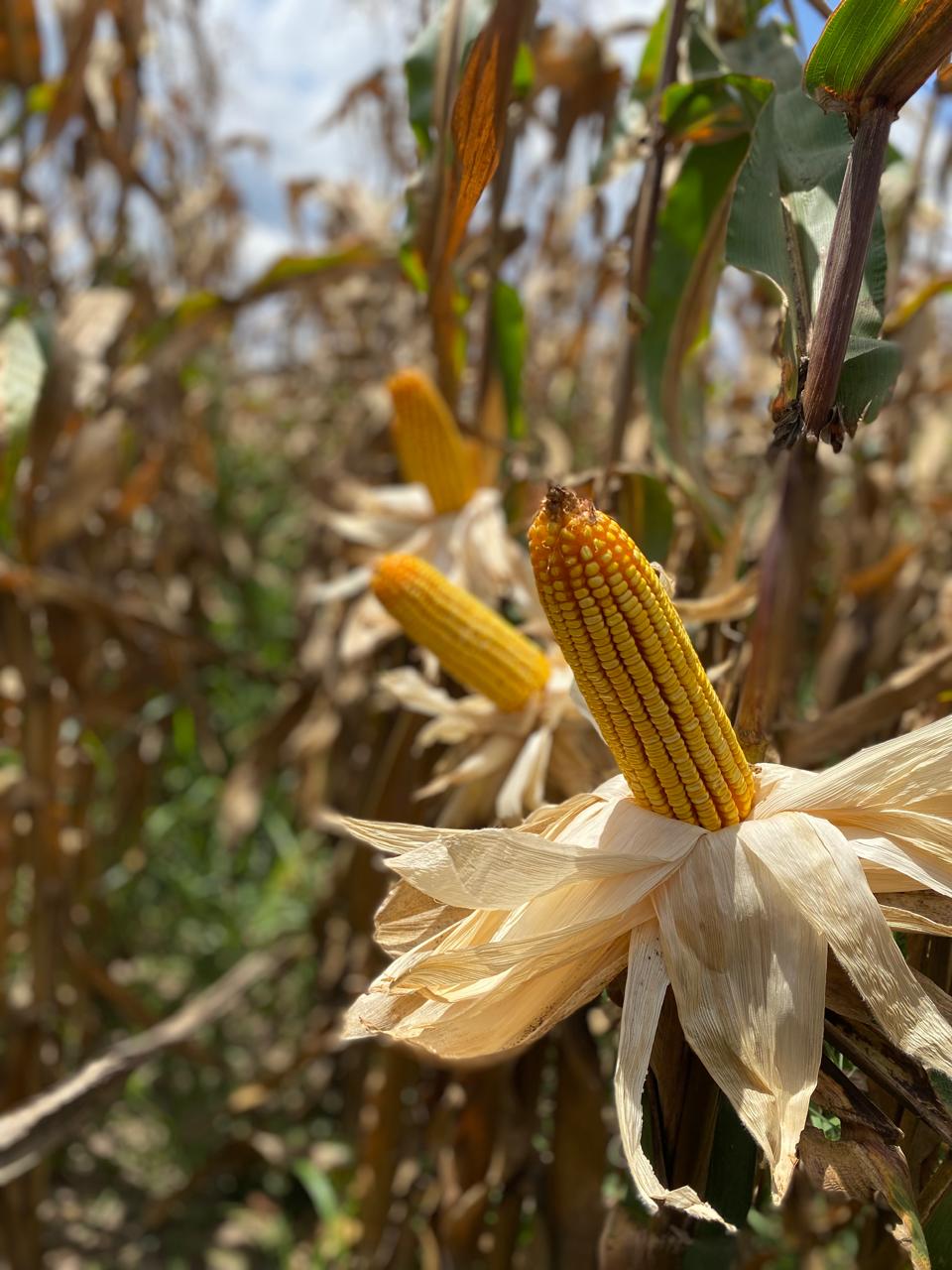 Bioativação ajuda agricultores no manejo de doença transmitida por cigarrinha (Dalbulus maidis) na cultura do milho