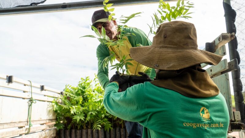 Coogavepe doa 1000 mudas para cooperativa no Pará em ação de recuperação ambiental