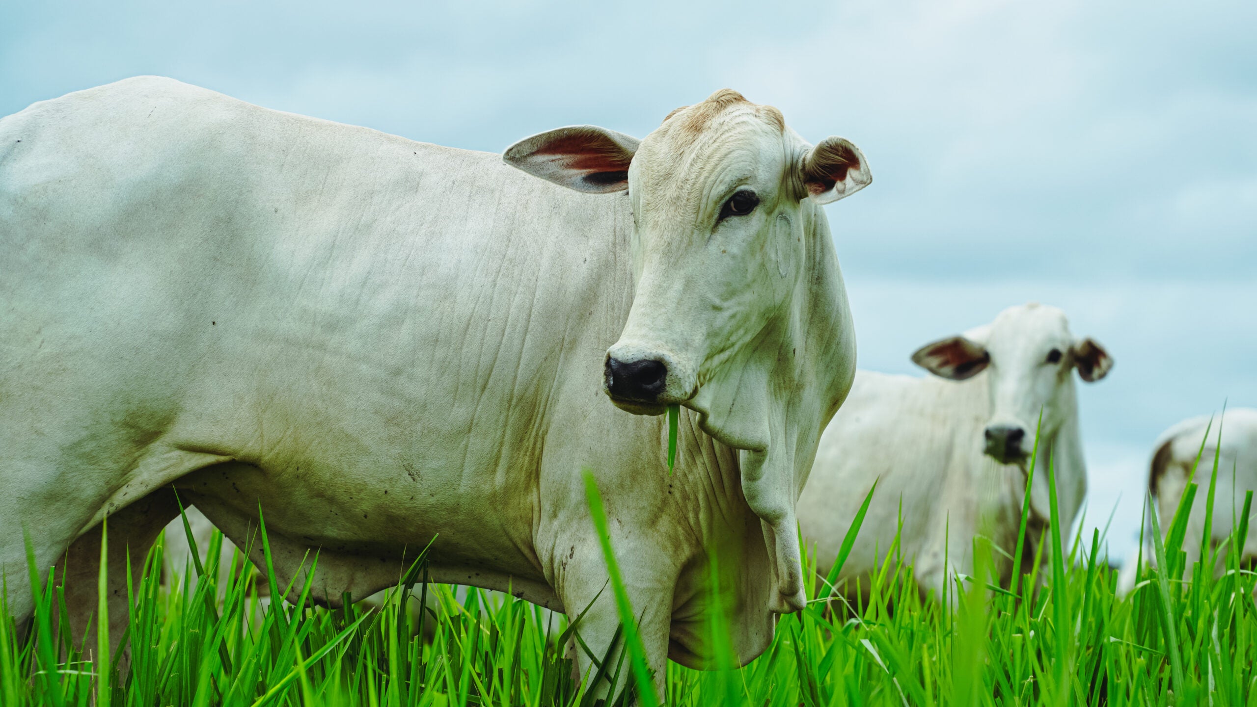 Pecuária de MT comemora resultados positivos do ano passado com otimismo para 2025