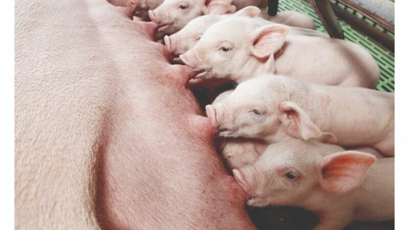 Saúde intestinal e conversão alimentar: pontos-chave para o sucesso da produção de suínos