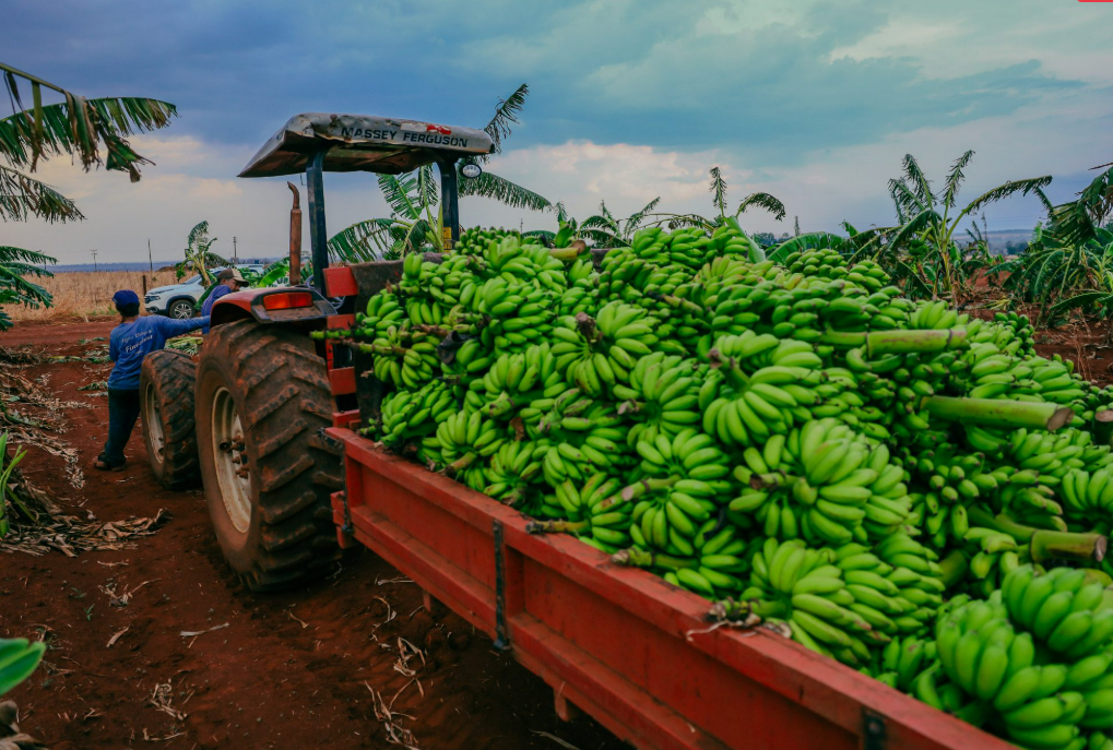 Produtor de bananas melhora gestão e aumenta produtividade com apoio do Senar-MT