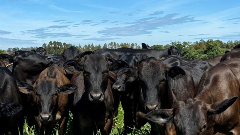Taxa de lotação de animais equivocada pode comprometer a qualidade da pastagem